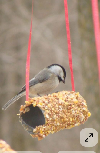 DIY Bird Feeder