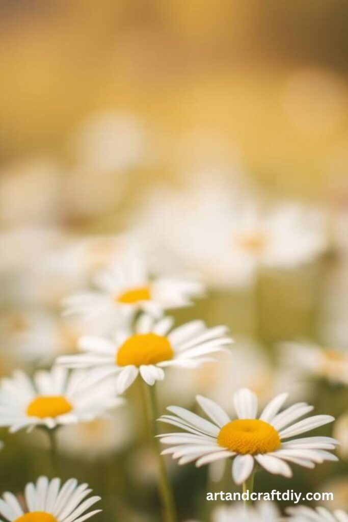 Field of Daisies