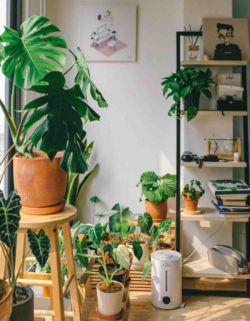 Houseplants That Purify and Scent