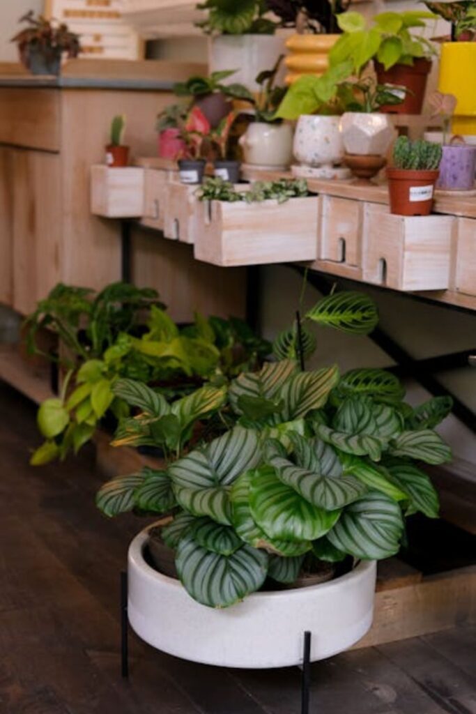 Boho-Inspired Planters