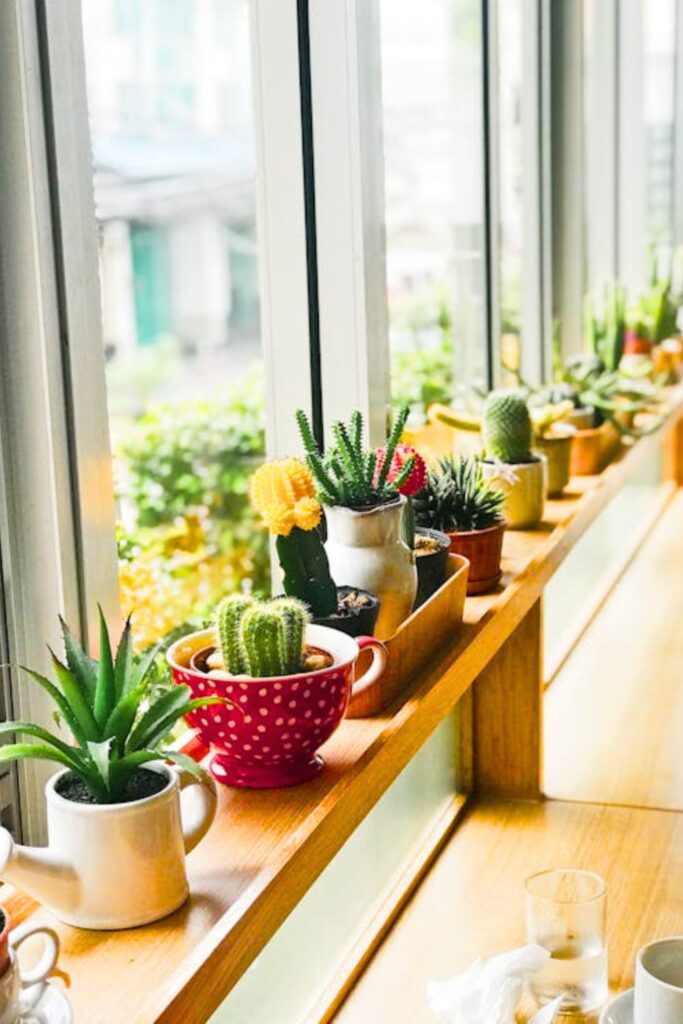 Mini Succulent Corners