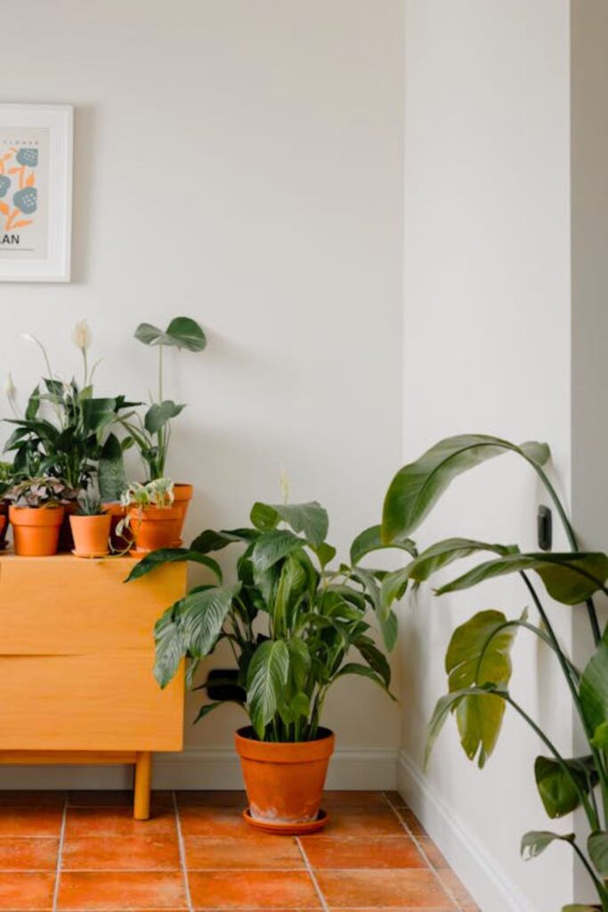 Indoor Plant Corners